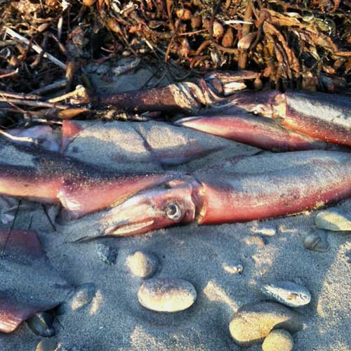 beached humboldt squid
