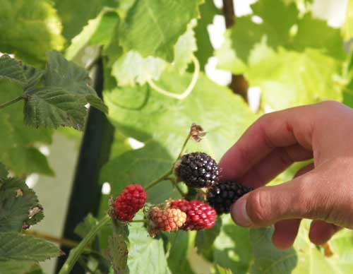 First pick of home-grown blackberries