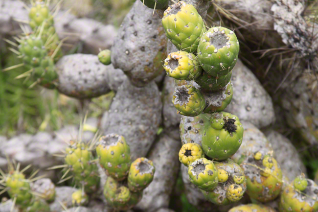 bumpy cactus