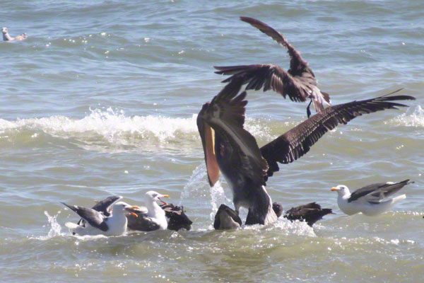 pelican eating