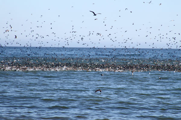 shearwater flock