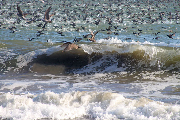 Sooty shearwaters feeding in the surf (everything eats)